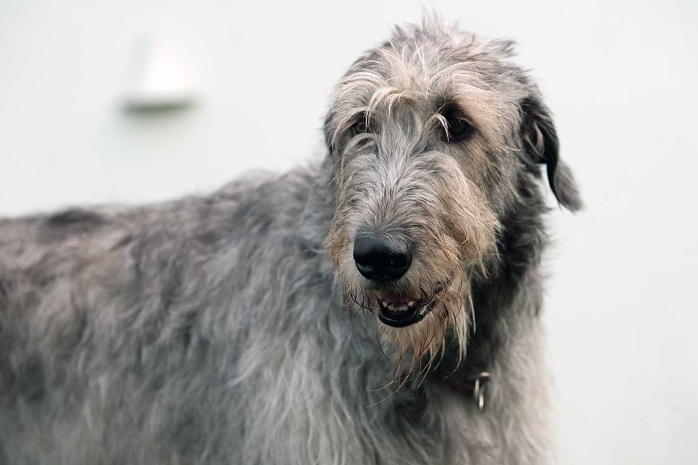Irish Wolfhound Club e.V.