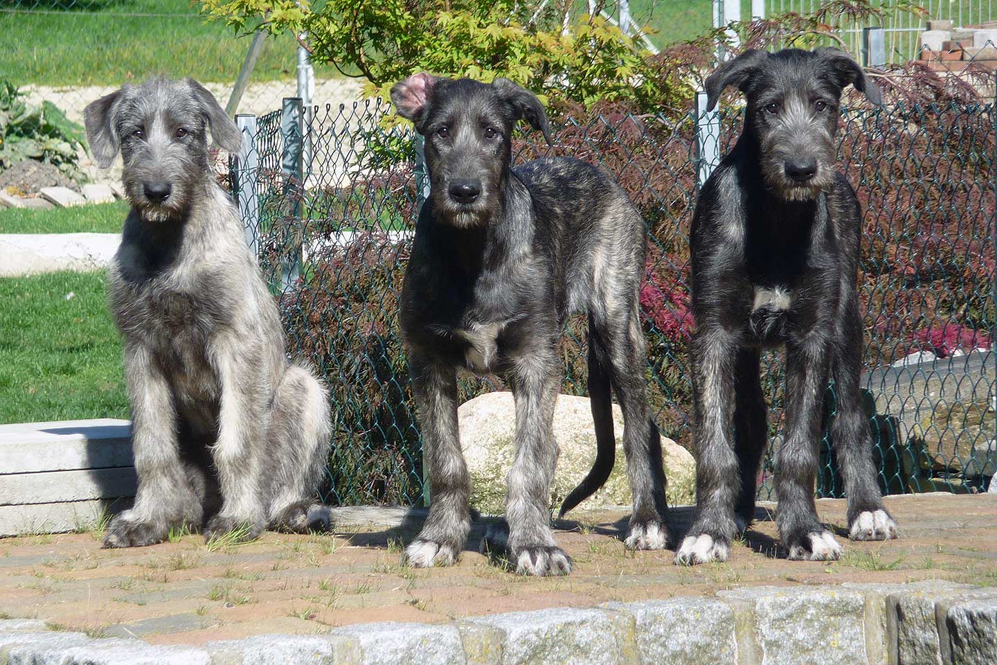 Irish Wolfhound Club e.V.