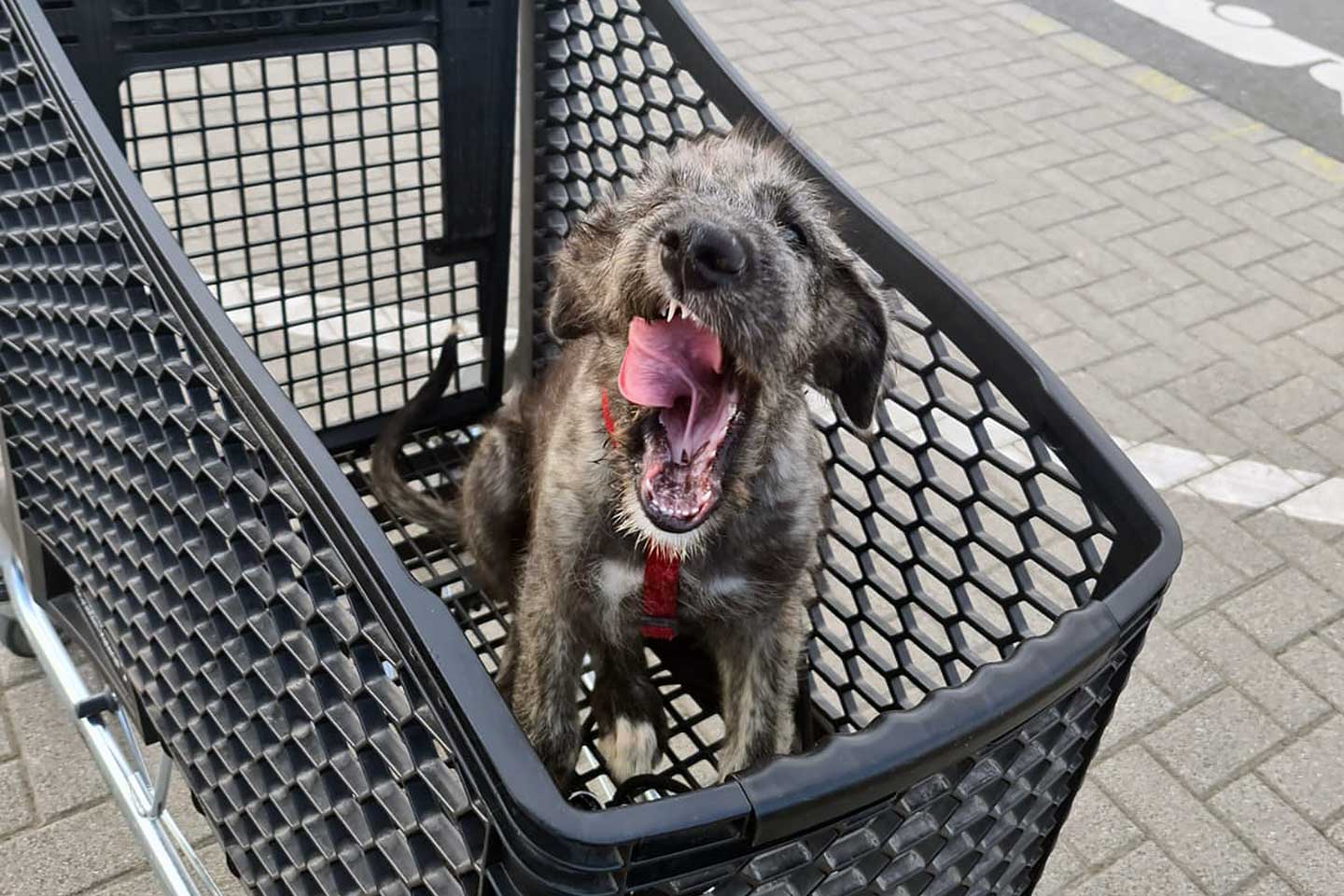 Irish Wolfhound Club e.V.