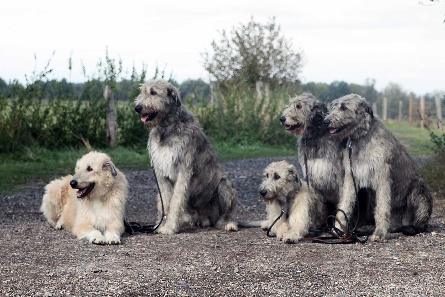 Irish Wolfhound Club e.V.
