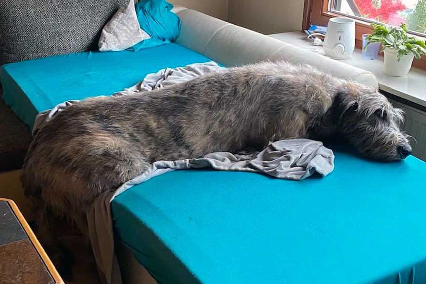 Irish Wolfhound Club e.V.